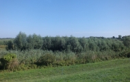 DSCF6590
