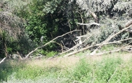 DSCF6606