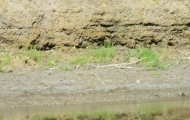 DSCF6615