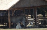 dscf0337