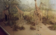 dscf0371