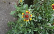dscf1295